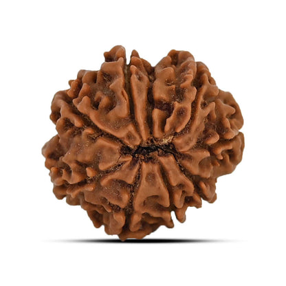 9 Mukhi Rudraksha (Nepal) 21.33 MM