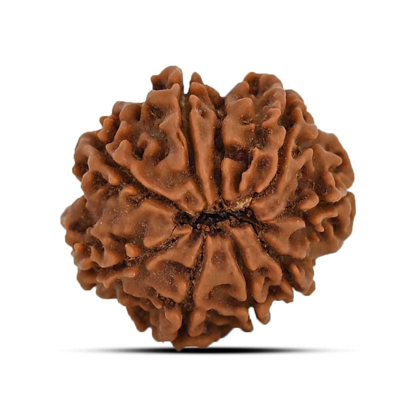 9 Mukhi Rudraksha (Nepal) 21.33 MM