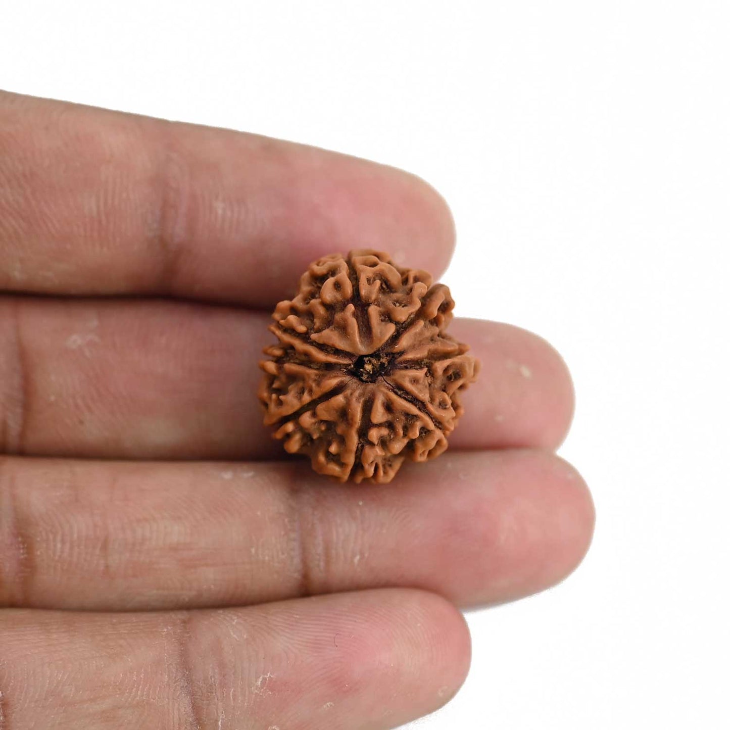 9 Mukhi Rudraksha (Nepal) 21.33 MM