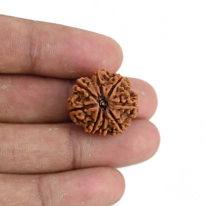 9 Mukhi Rudraksha (Nepal) 21.33 MM