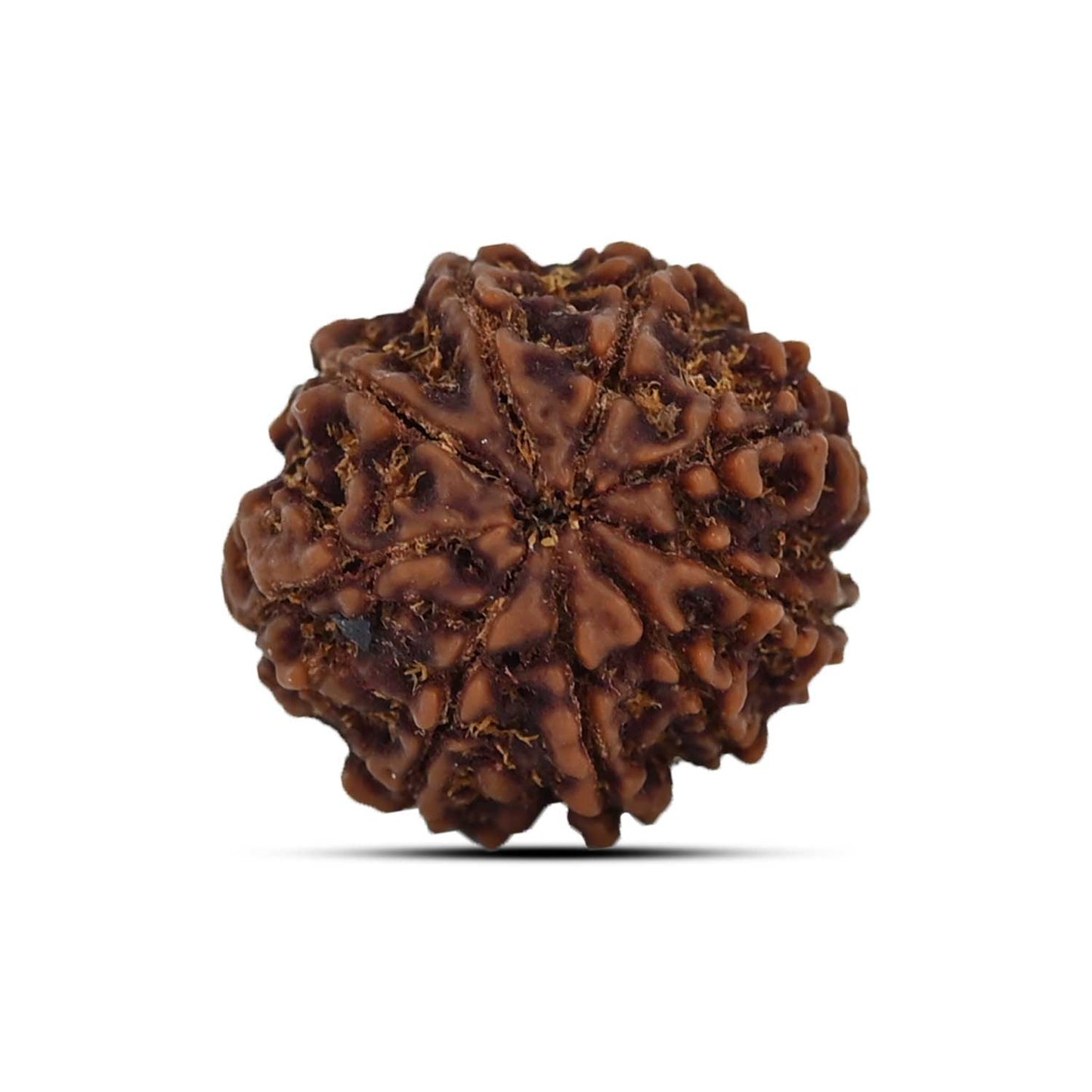 9 Mukhi Rudraksha (Nepal) 21.07 MM