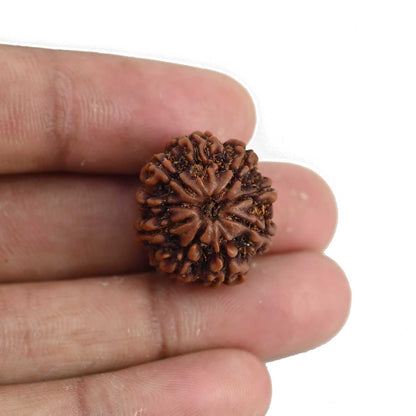 9 Mukhi Rudraksha (Nepal) 21.07 MM