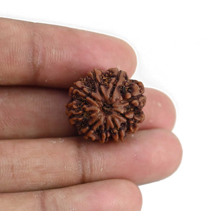 9 Mukhi Rudraksha (Nepal) 21.07 MM