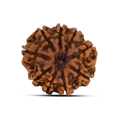 9 Mukhi Rudraksha (Nepal) 21.17 MM