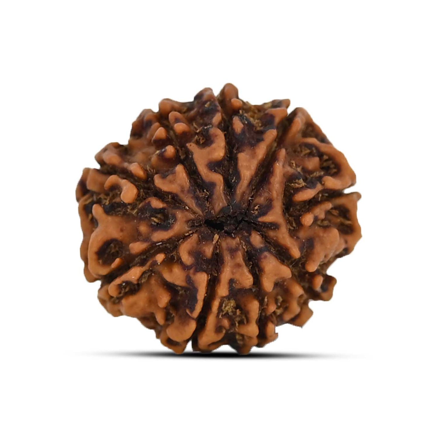 9 Mukhi Rudraksha (Nepal) 21.17 MM