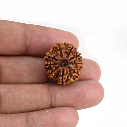 9 Mukhi Rudraksha (Nepal) 21.17 MM