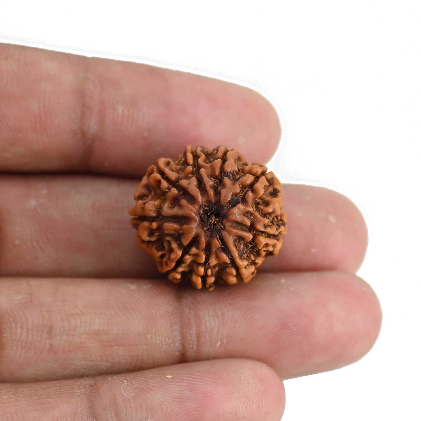9 Mukhi Rudraksha (Nepal) 21.17 MM