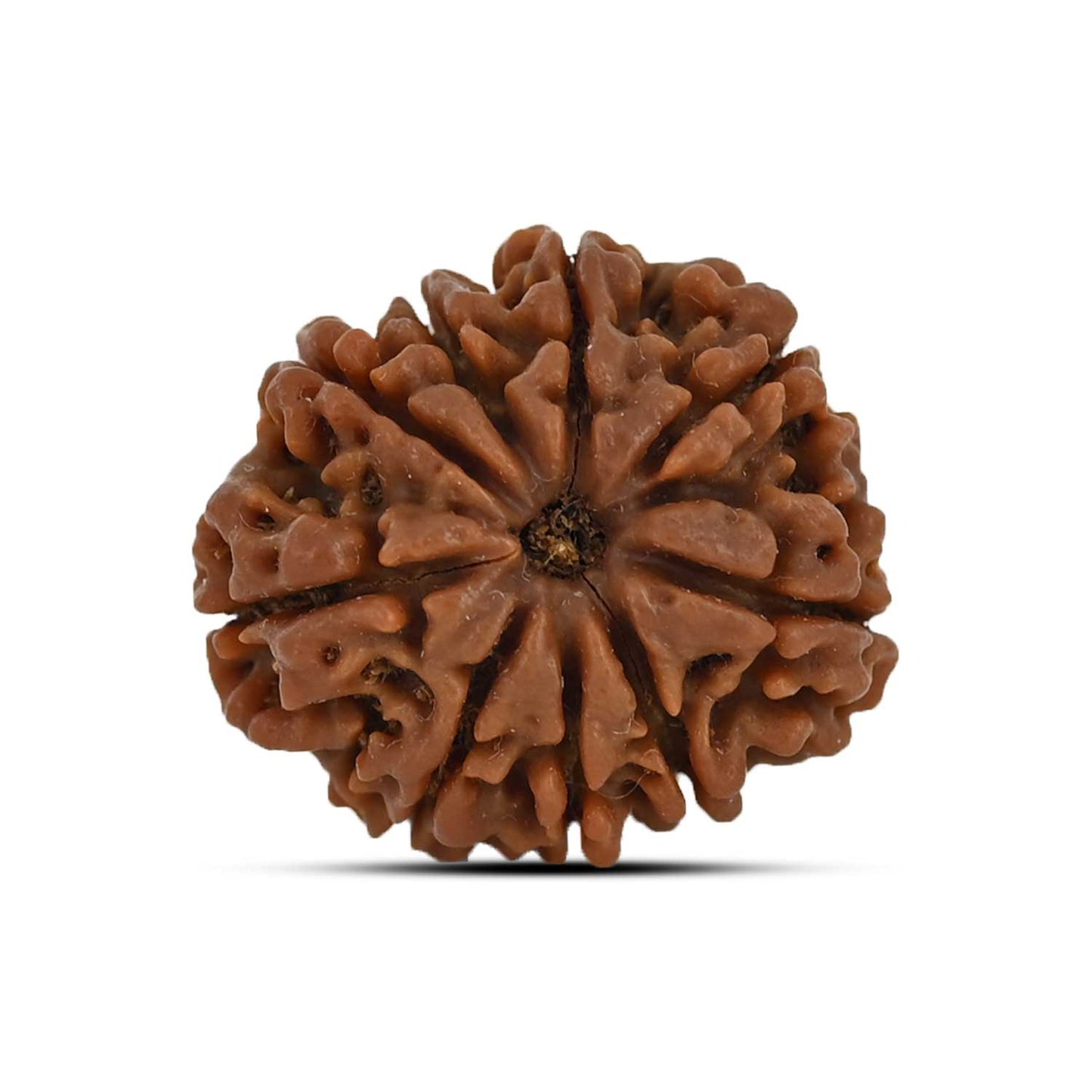 9 Mukhi Rudraksha (Nepal) 23.37 MM