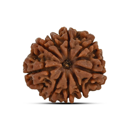 9 Mukhi Rudraksha (Nepal) 23.37 MM