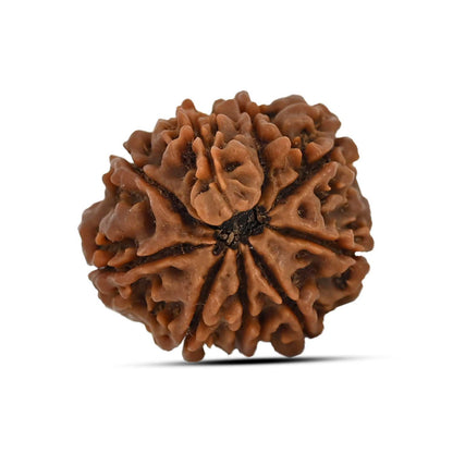 9 Mukhi Rudraksha (Nepal) 23.37 MM