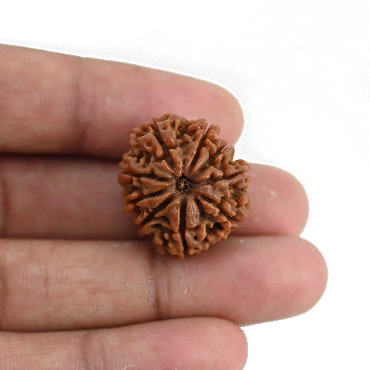 9 Mukhi Rudraksha (Nepal) 23.37 MM