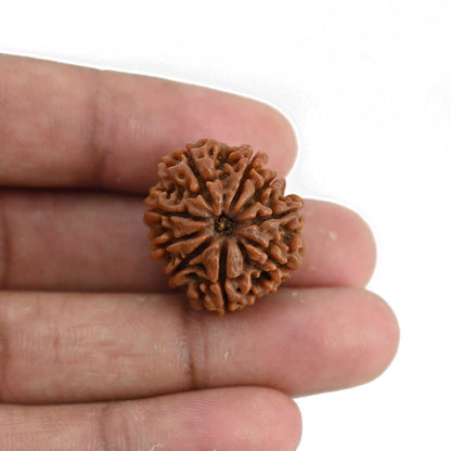 9 Mukhi Rudraksha (Nepal) 23.37 MM