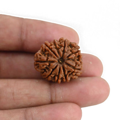 9 Mukhi Rudraksha (Nepal) 23.37 MM