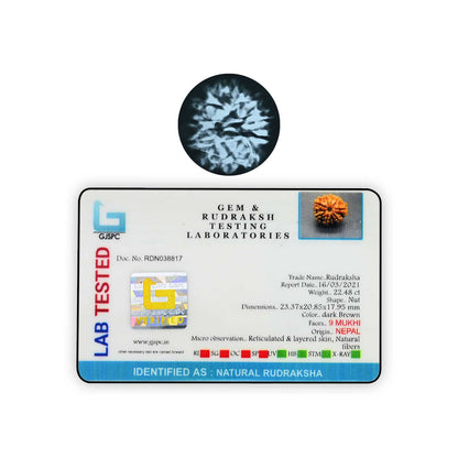 9 Mukhi Rudraksha (Nepal) 23.37 MM