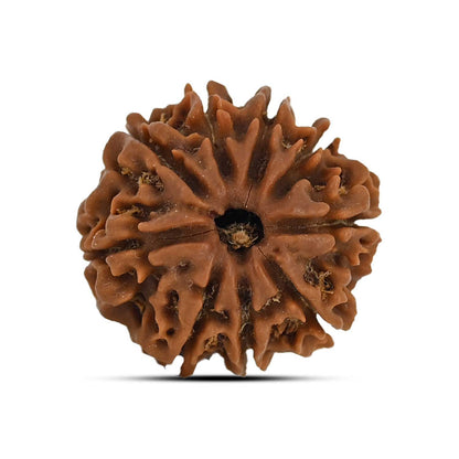 9 Mukhi Rudraksha (Nepal) 21.71 MM