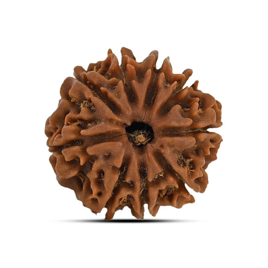 9 Mukhi Rudraksha (Nepal) 21.71 MM