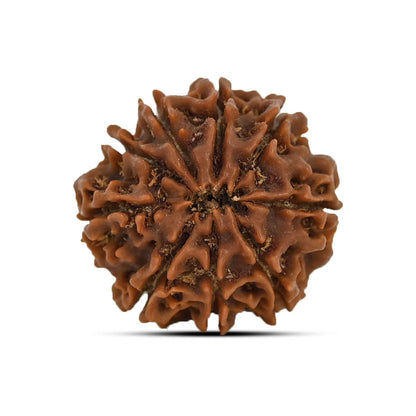 9 Mukhi Rudraksha (Nepal) 21.71 MM