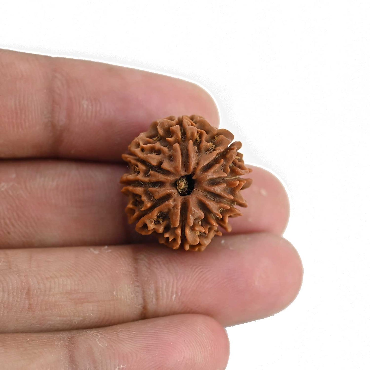 9 Mukhi Rudraksha (Nepal) 21.71 MM