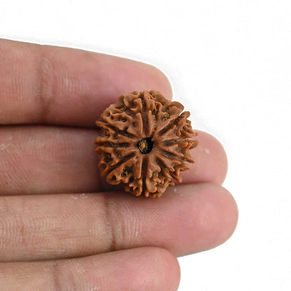 9 Mukhi Rudraksha (Nepal) 21.71 MM