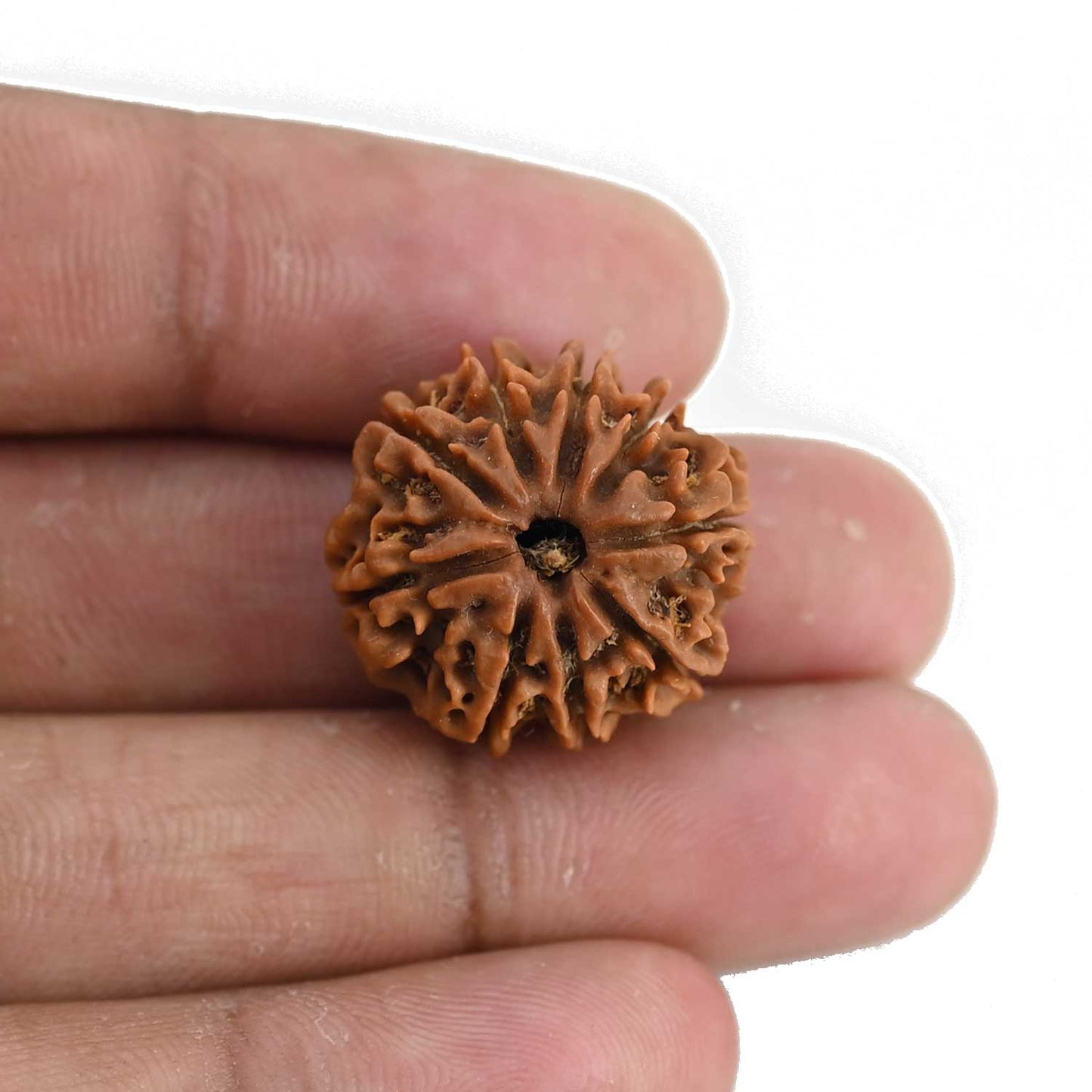 9 Mukhi Rudraksha (Nepal) 21.71 MM