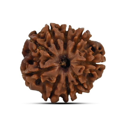 9 Mukhi Rudraksha (Nepal) 21.1 MM