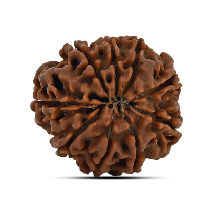 9 Mukhi Rudraksha (Nepal) 21.1 MM