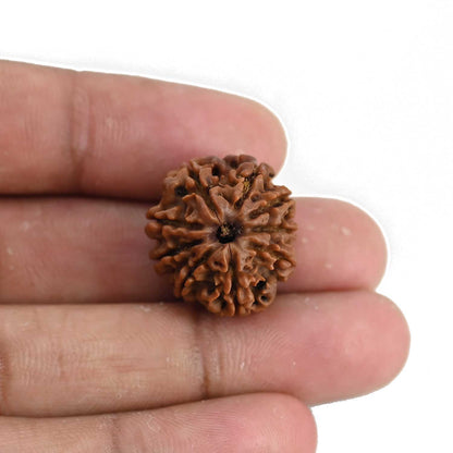 9 Mukhi Rudraksha (Nepal) 21.1 MM