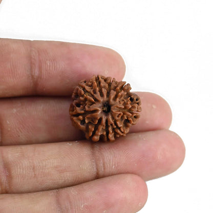 9 Mukhi Rudraksha (Nepal) 21.1 MM