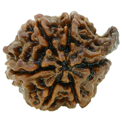 Ganesh Rudraksha GJSPC Certified