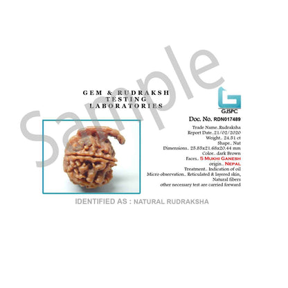 Ganesh Rudraksha GJSPC Certified