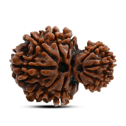 10 Mukhi Garbh Gauri Rudraksha (Nepal) 25.25 M.M.