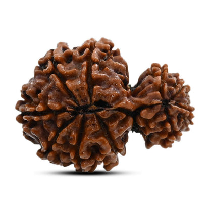 10 Mukhi Garbh Gauri Rudraksha (Nepal) 25.25 M.M.