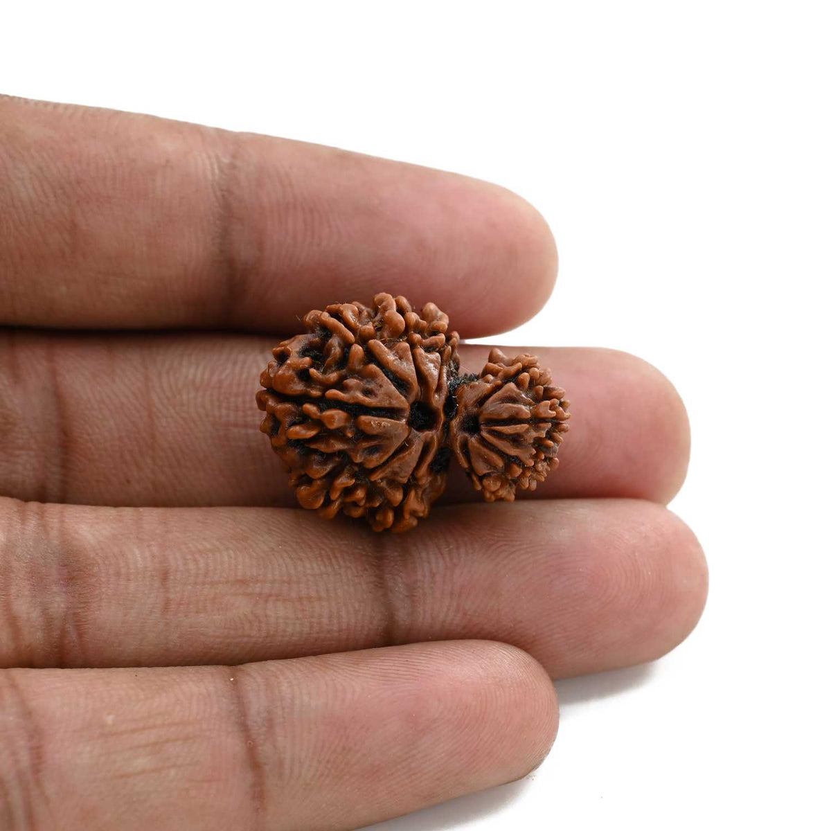 10 Mukhi Garbh Gauri Rudraksha (Nepal) 25.25 M.M.