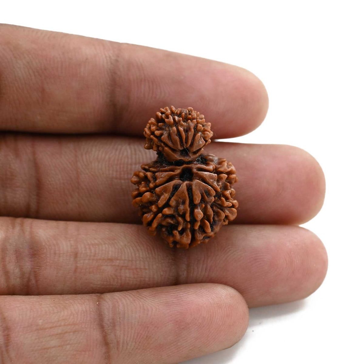 10 Mukhi Garbh Gauri Rudraksha (Nepal) 25.25 M.M.
