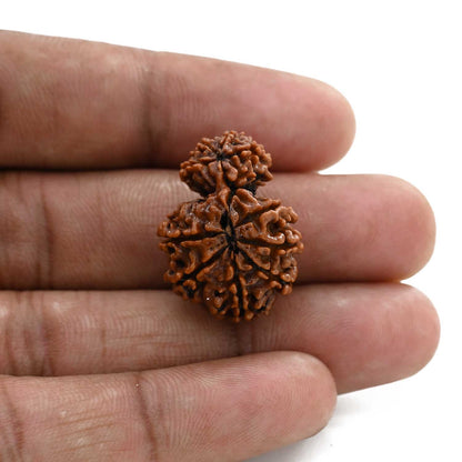 10 Mukhi Garbh Gauri Rudraksha (Nepal) 25.25 M.M.