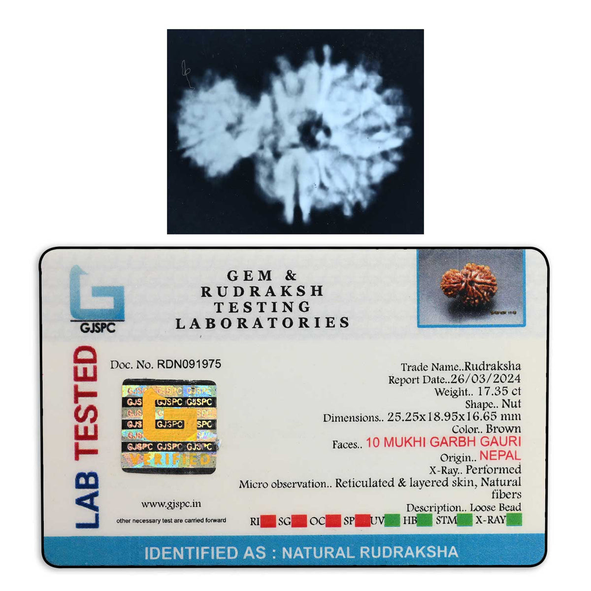 10 Mukhi Garbh Gauri Rudraksha (Nepal) 25.25 M.M.