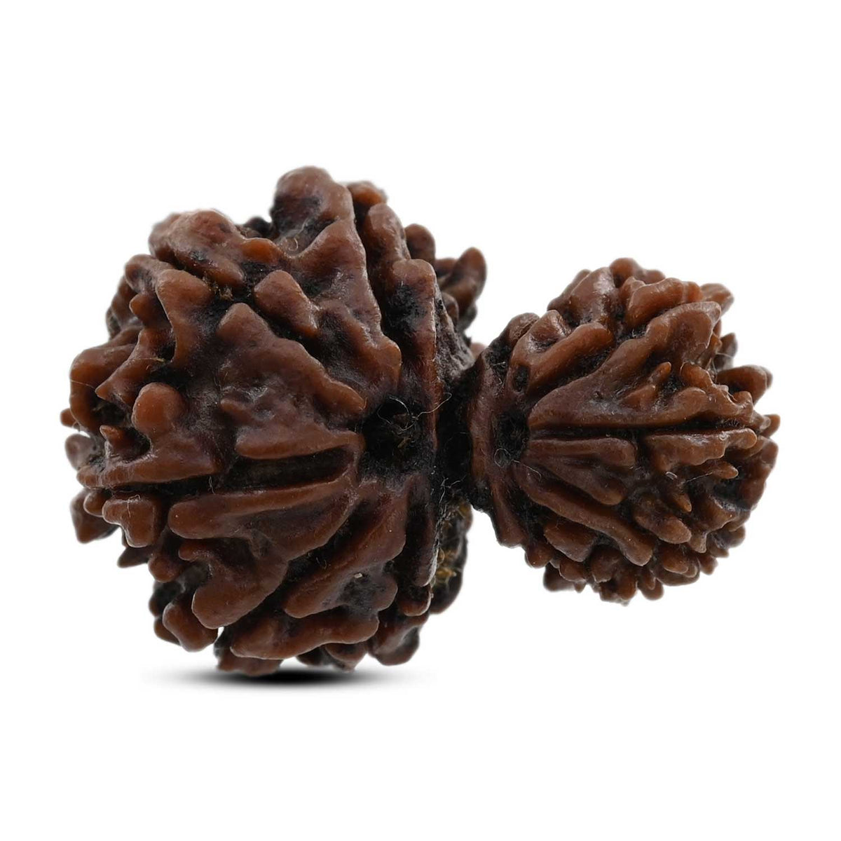 10 Mukhi Garbh Gauri Rudraksha (Nepal) 26.5 M.M.