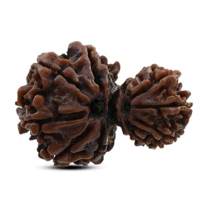10 Mukhi Garbh Gauri Rudraksha (Nepal) 26.5 M.M.