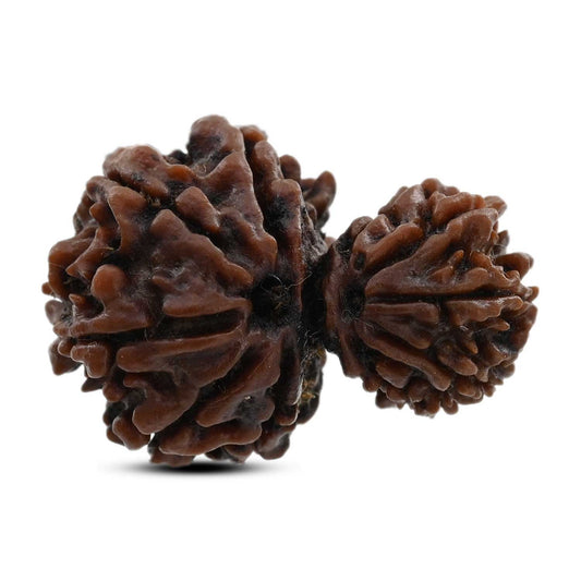 10 Mukhi Garbh Gauri Rudraksha (Nepal) 26.5 M.M.