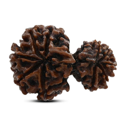 10 Mukhi Garbh Gauri Rudraksha (Nepal) 26.5 M.M.