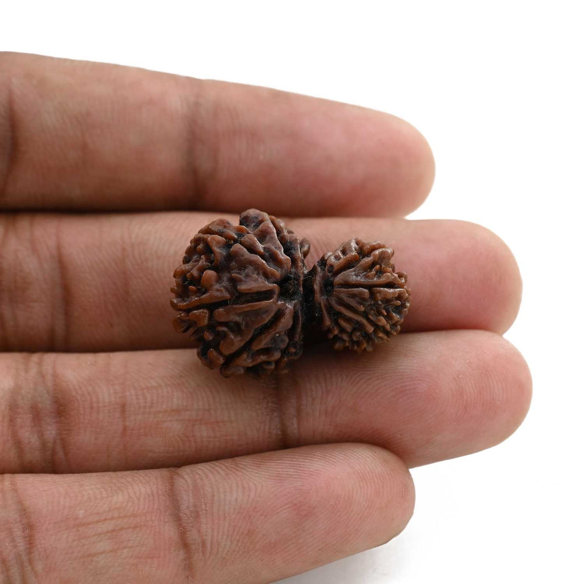 10 Mukhi Garbh Gauri Rudraksha (Nepal) 26.5 M.M.