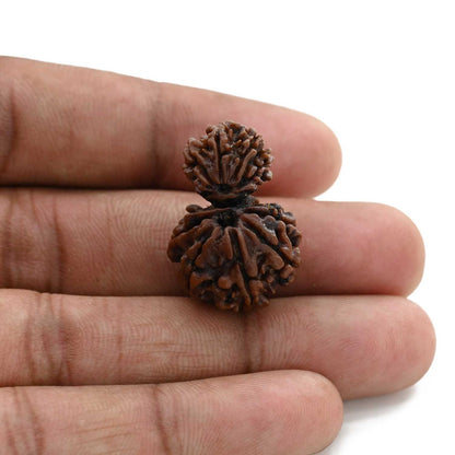 10 Mukhi Garbh Gauri Rudraksha (Nepal) 26.5 M.M.