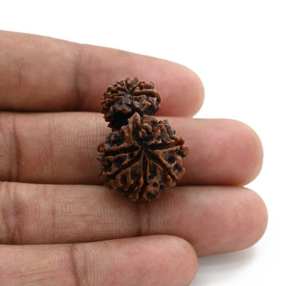 10 Mukhi Garbh Gauri Rudraksha (Nepal) 26.5 M.M.