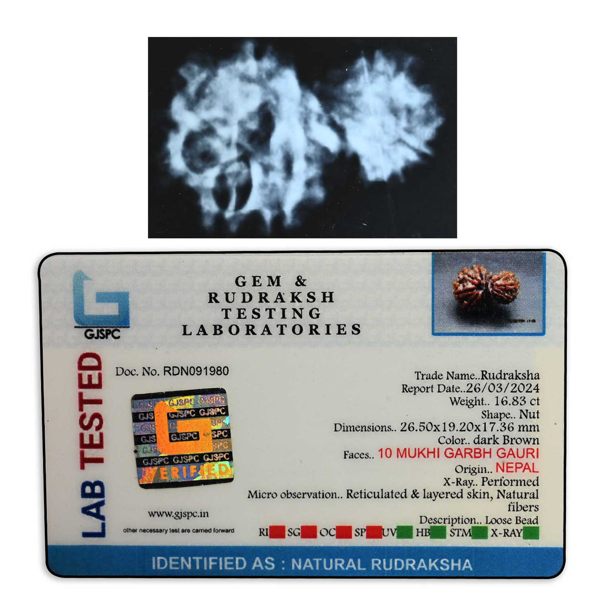 10 Mukhi Garbh Gauri Rudraksha (Nepal) 26.5 M.M.