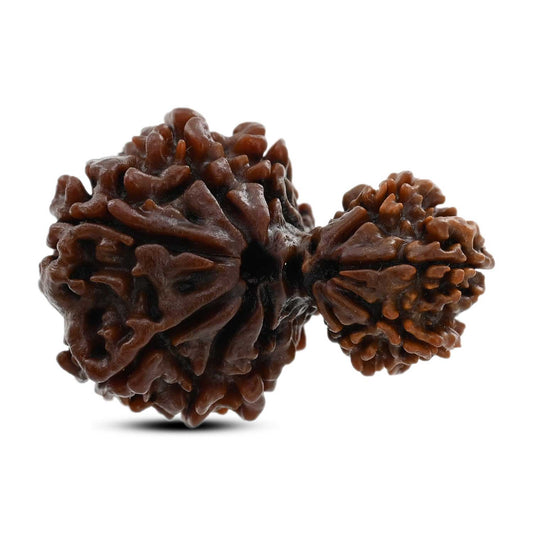 10 Mukhi Garbh Gauri Rudraksha (Nepal) 28.96 M.M.