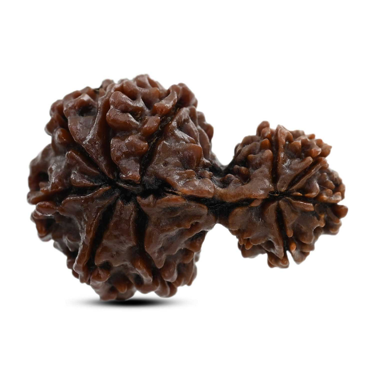 10 Mukhi Garbh Gauri Rudraksha (Nepal) 28.96 M.M.