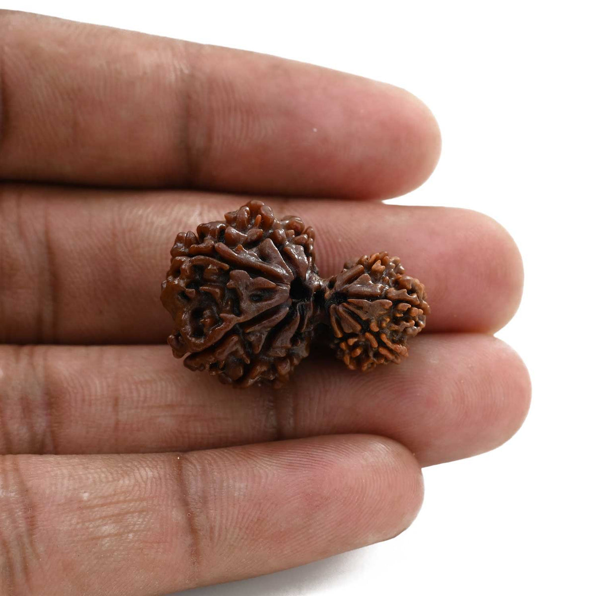 10 Mukhi Garbh Gauri Rudraksha (Nepal) 28.96 M.M.