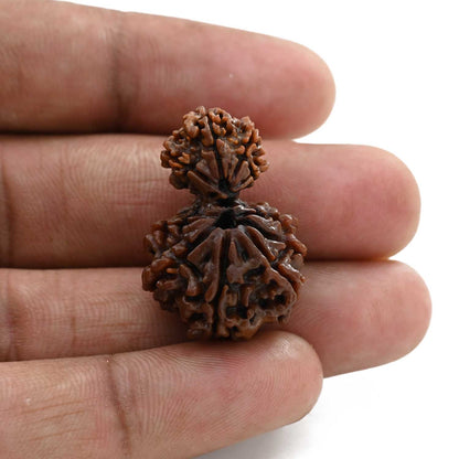 10 Mukhi Garbh Gauri Rudraksha (Nepal) 28.96 M.M.