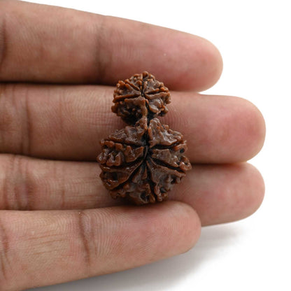 10 Mukhi Garbh Gauri Rudraksha (Nepal) 28.96 M.M.