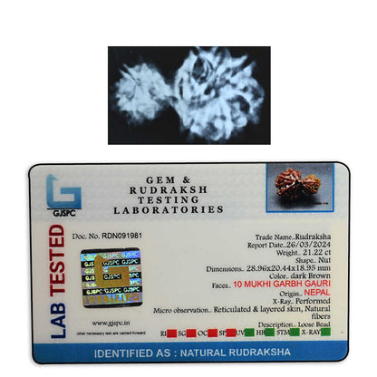 10 Mukhi Garbh Gauri Rudraksha (Nepal) 28.96 M.M.